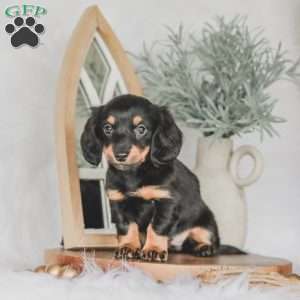 Masie, Dachshund Puppy