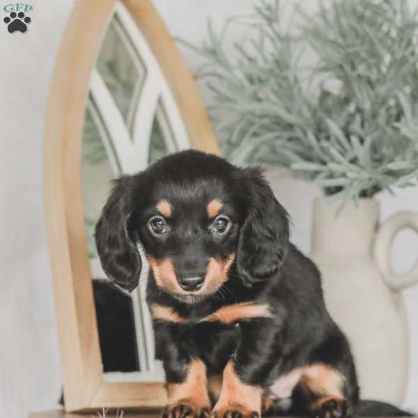Masie, Dachshund Puppy