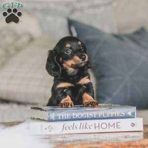 Masie, Dachshund Puppy