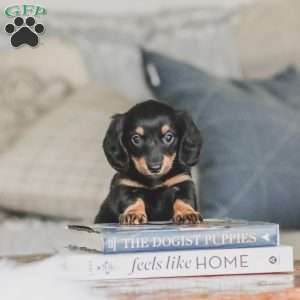 Masie, Dachshund Puppy
