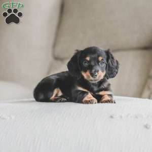 Masie, Dachshund Puppy