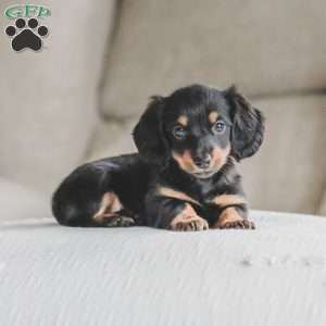 Masie, Dachshund Puppy