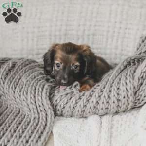 Ollie, Dachshund Puppy