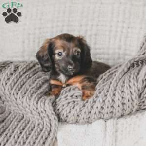 Ollie, Dachshund Puppy