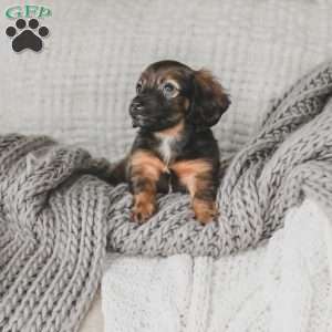 Ollie, Dachshund Puppy