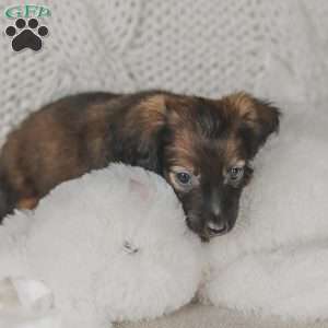 Ollie, Dachshund Puppy