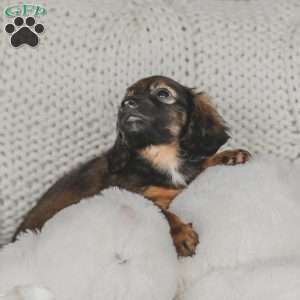 Ollie, Dachshund Puppy
