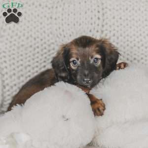 Ollie, Dachshund Puppy