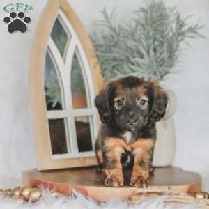 Ollie, Dachshund Puppy