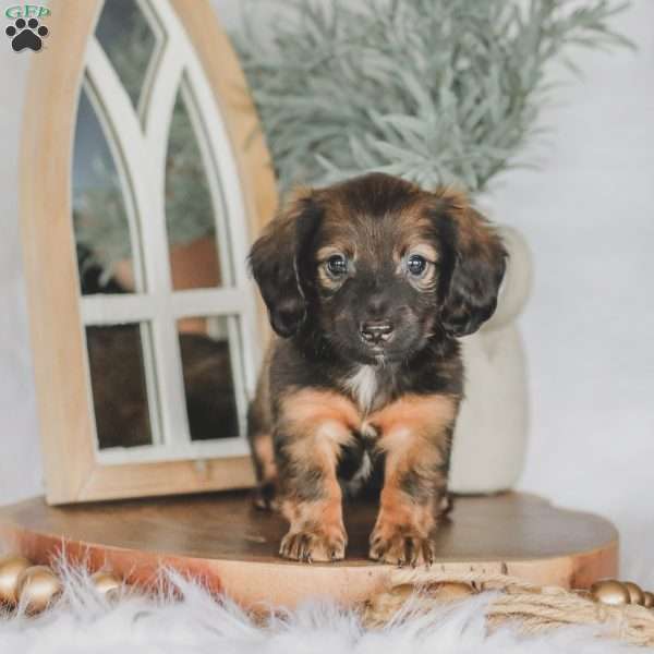 Ollie, Dachshund Puppy