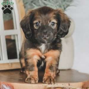 Ollie, Dachshund Puppy