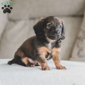 Ollie, Dachshund Puppy