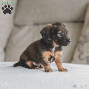 Ollie, Dachshund Puppy