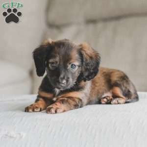 Ollie, Dachshund Puppy