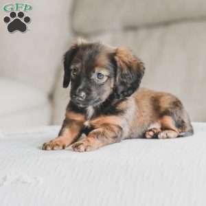Ollie, Dachshund Puppy