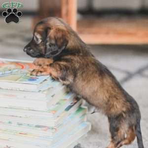 Ollie, Dachshund Puppy