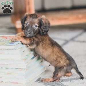 Ollie, Dachshund Puppy