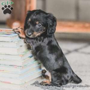 Otis, Dachshund Puppy