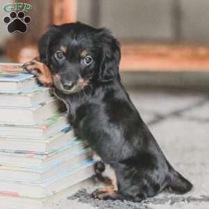 Otis, Dachshund Puppy