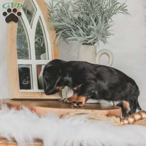 Otis, Dachshund Puppy