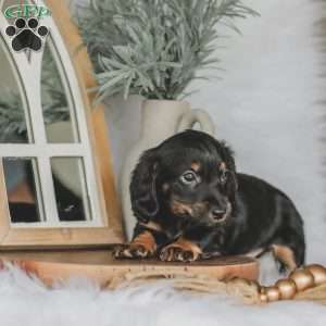 Otis, Dachshund Puppy