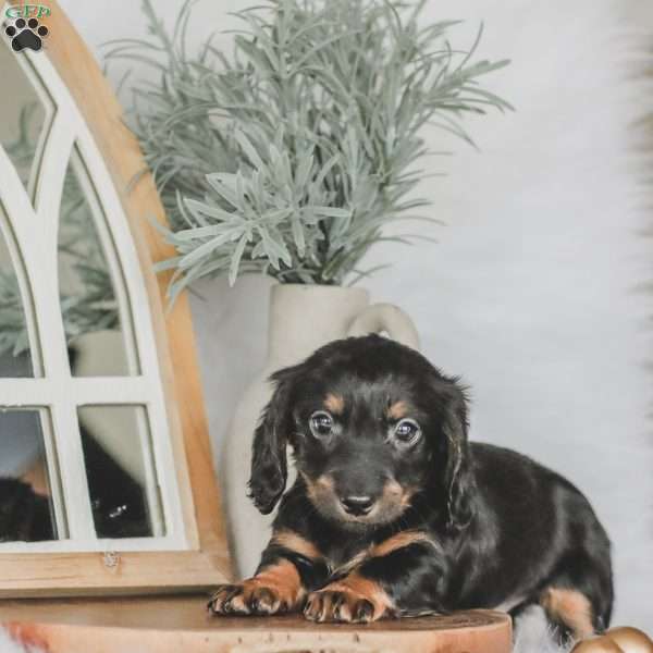 Otis, Dachshund Puppy