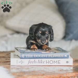 Otis, Dachshund Puppy