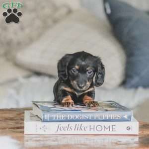 Otis, Dachshund Puppy