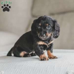 Otis, Dachshund Puppy