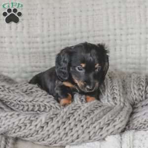 Otis, Dachshund Puppy