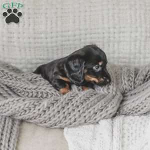 Otis, Dachshund Puppy