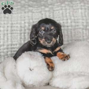 Otis, Dachshund Puppy