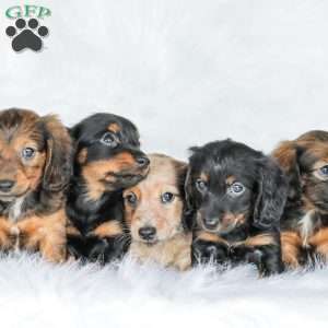 Masie, Dachshund Puppy