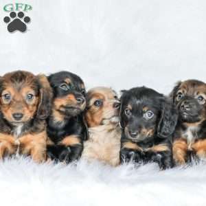 Moxie, Dachshund Puppy