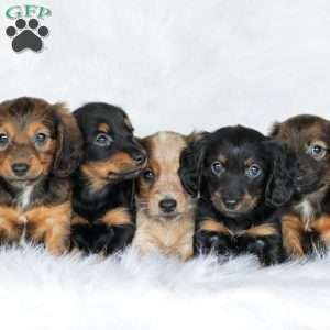 Moxie, Dachshund Puppy