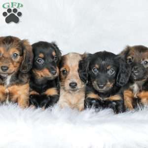 Moxie, Dachshund Puppy