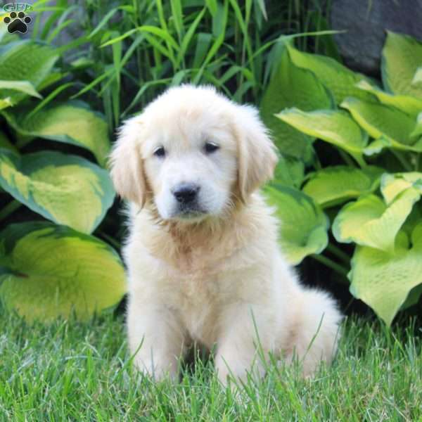 Aaron, English Cream Golden Retriever Puppy