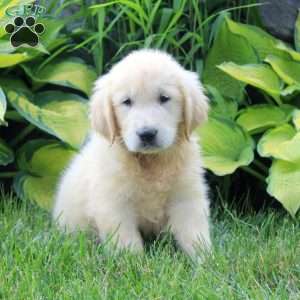 Aaron, English Cream Golden Retriever Puppy