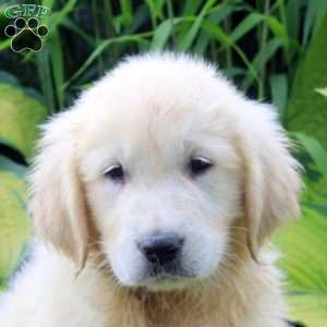Aaron, English Cream Golden Retriever Puppy