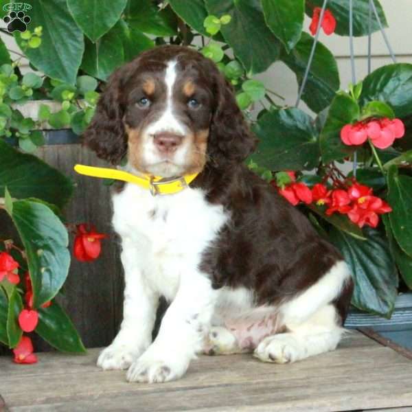 Abbott, English Springer Spaniel Puppy