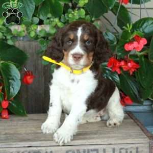 Abbott, English Springer Spaniel Puppy