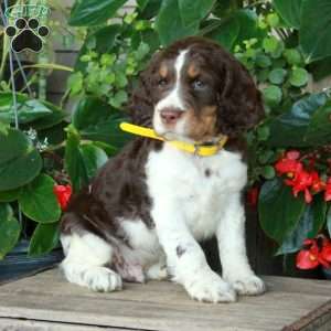 Abbott, English Springer Spaniel Puppy