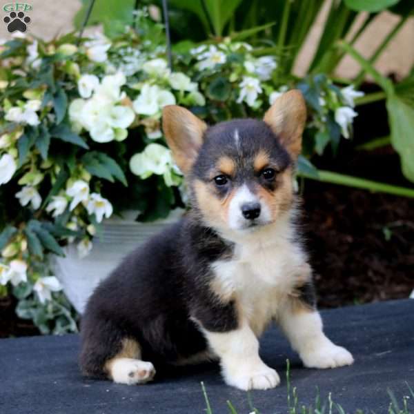 Abby, Pembroke Welsh Corgi Puppy