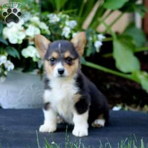 Abby, Pembroke Welsh Corgi Puppy