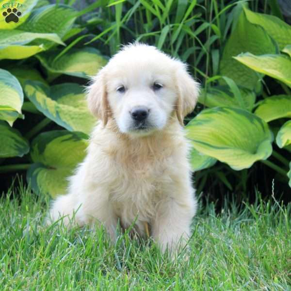 Abigail, English Cream Golden Retriever Puppy