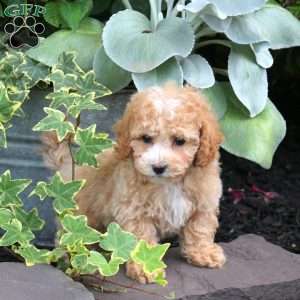 Abigail, Bich-Poo Puppy