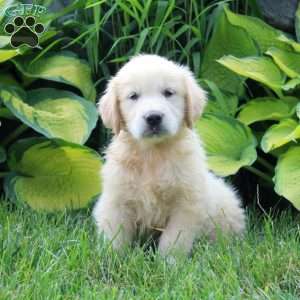 Abigail, English Cream Golden Retriever Puppy