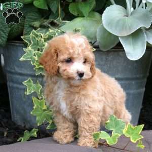 Abigail, Bich-Poo Puppy