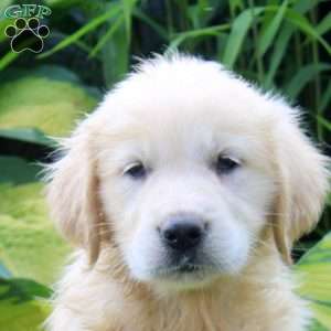 Abigail, English Cream Golden Retriever Puppy