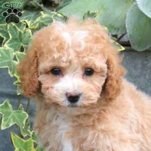 Abigail, Bich-Poo Puppy